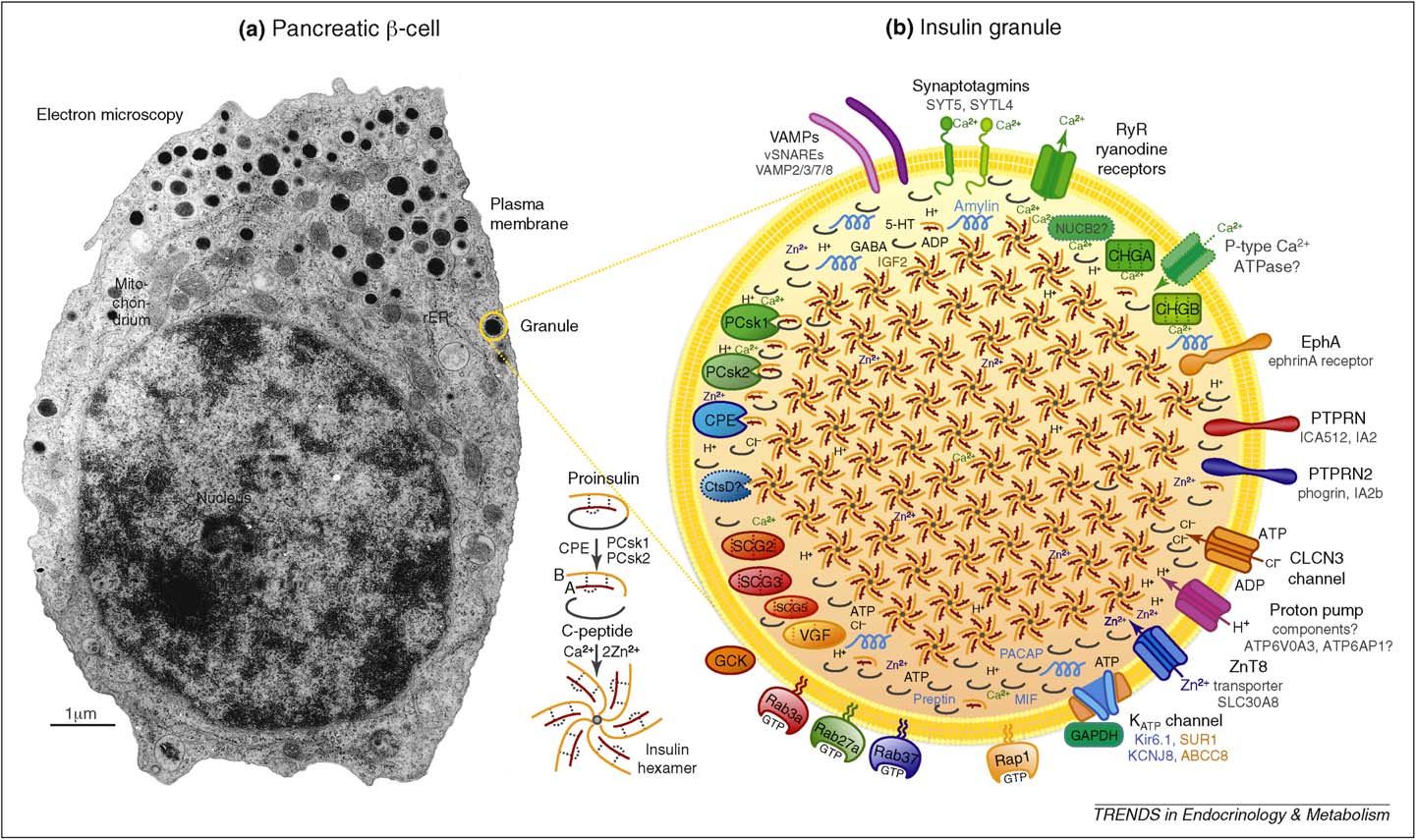 diagram of pancreas cell and insulin-filled vesicle